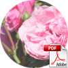 Download (PDF)